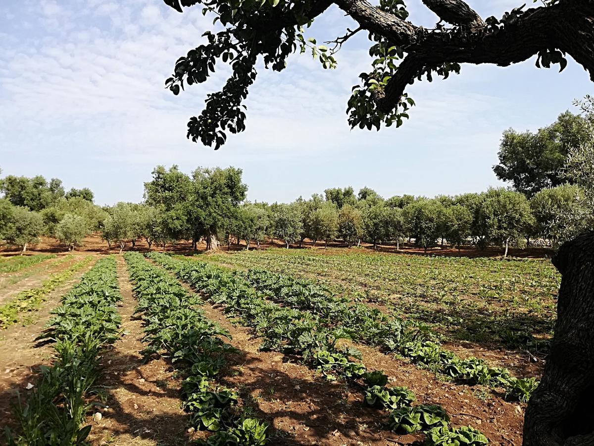 Masseria Don Sante Fasano Eksteriør billede